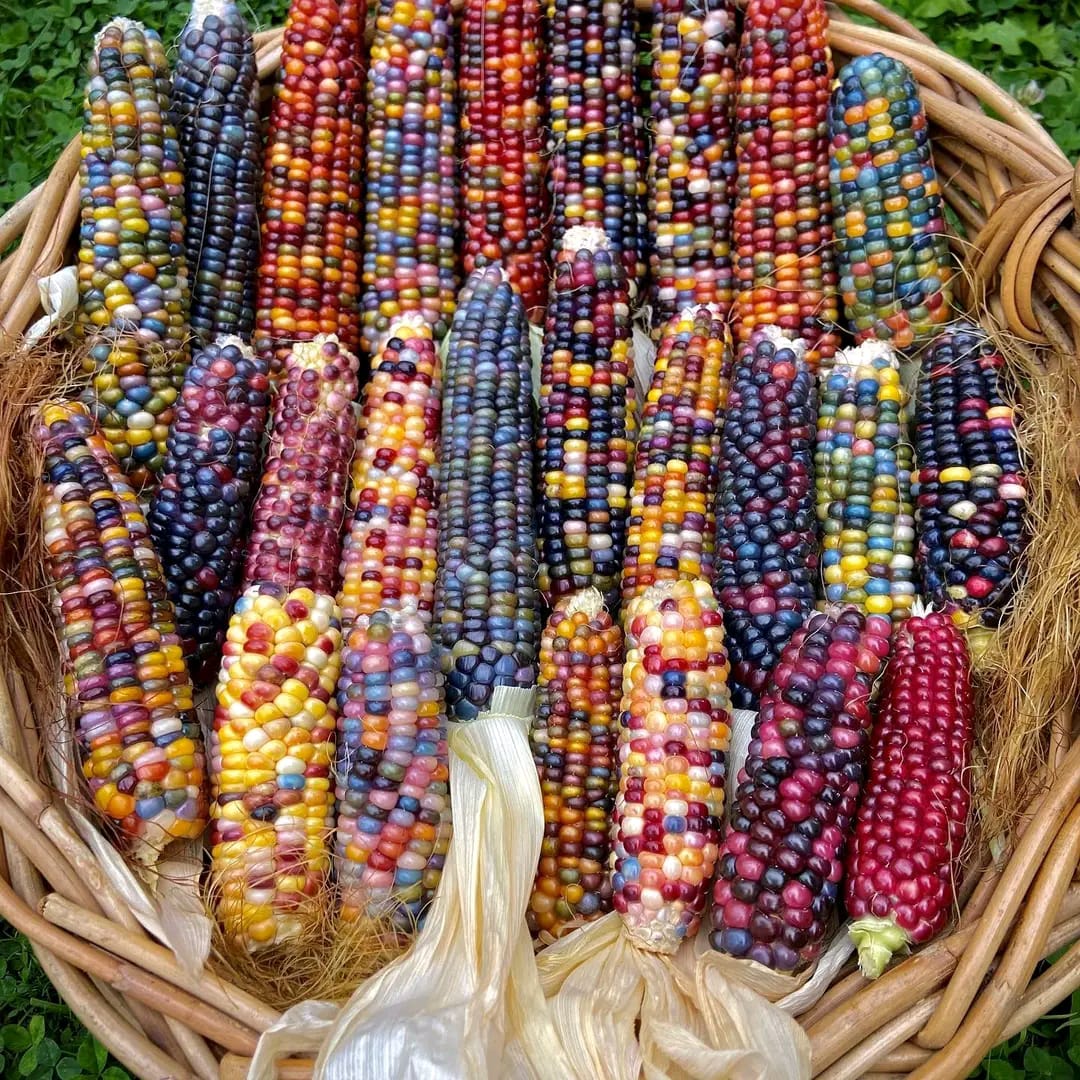 My Food My Power — indigenous crops, women sorting and preserving seeds, seed saving activities